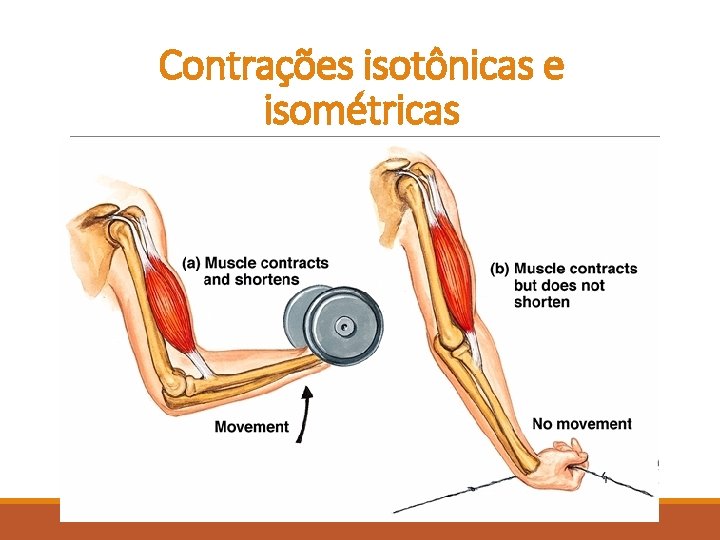 Contrações isotônicas e isométricas Contrações isotônicas e isométricas