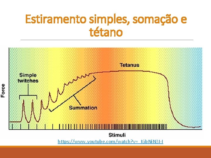 Estiramento simples, somação e tétano https: //www. youtube. com/watch? v=_IGb. Ni. N 3 I-I Estiramento simples, somação e tétano https: //www. youtube. com/watch? v=_IGb. Ni. N 3 I-I