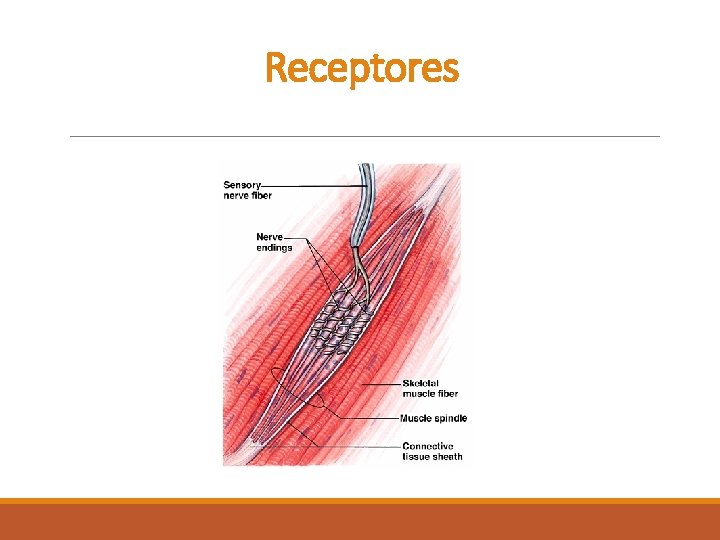 Receptores Receptores