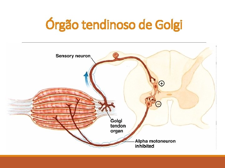Órgão tendinoso de Golgi Órgão tendinoso de Golgi