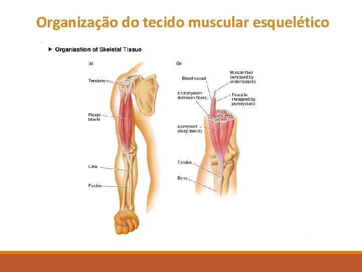 Organização do tecido muscular esquelético Organização do tecido muscular esquelético