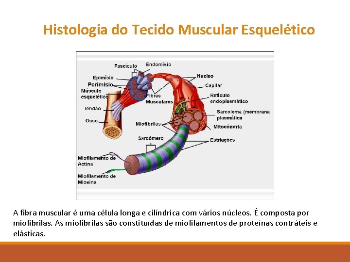 Histologia do Tecido Muscular Esquelético A fibra muscular é uma célula longa e cilíndrica Histologia do Tecido Muscular Esquelético A fibra muscular é uma célula longa e cilíndrica