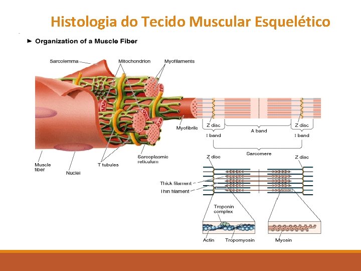 Histologia do Tecido Muscular Esquelético Histologia do Tecido Muscular Esquelético
