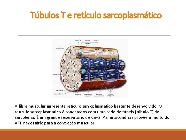 Túbulos T e retículo sarcoplasmático A fibra muscular apresenta retículo sarcoplasmático bastante desenvolvido. O Túbulos T e retículo sarcoplasmático A fibra muscular apresenta retículo sarcoplasmático bastante desenvolvido. O