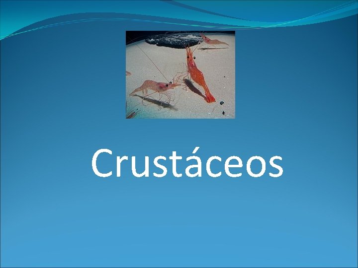 Crustáceos 