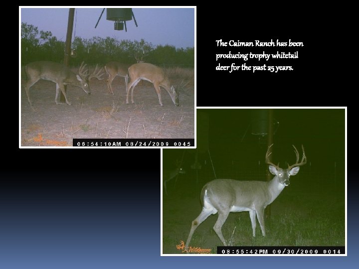 The Caiman Ranch has been producing trophy whitetail deer for the past 25 years.