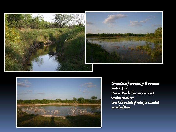 Olmos Creek flows through the western section of the Caiman Ranch. This creek is