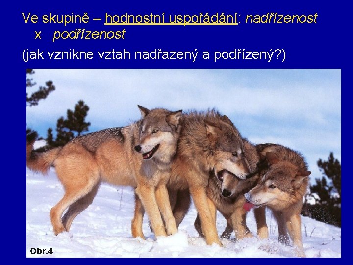 Ve skupině – hodnostní uspořádání: nadřízenost x podřízenost (jak vznikne vztah nadřazený a podřízený?