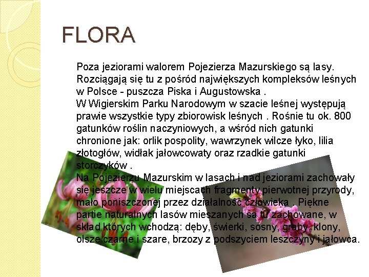 FLORA Poza jeziorami walorem Pojezierza Mazurskiego są lasy. Rozciągają się tu z pośród największych