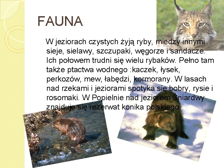 FAUNA W jeziorach czystych żyją ryby, miedzy innymi sieje, sielawy, szczupaki, węgorze i sandacze.