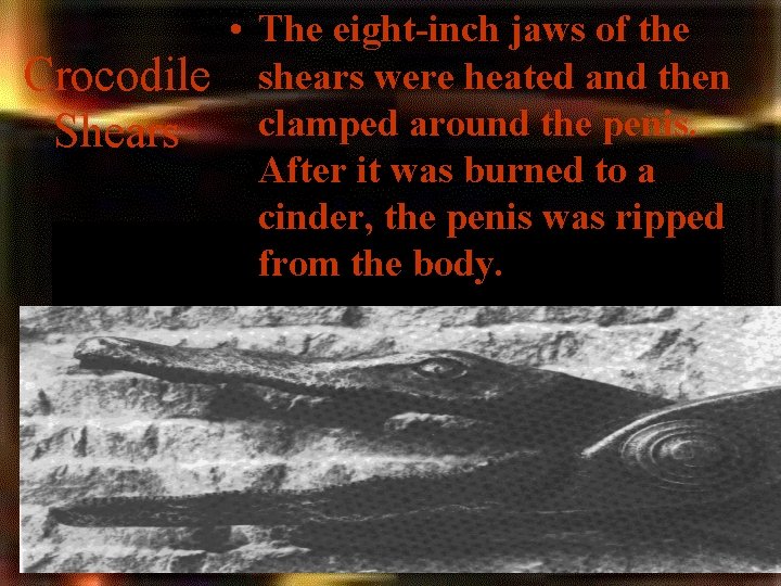 Crocodile Shears • The eight-inch jaws of the shears were heated and then clamped Crocodile Shears • The eight-inch jaws of the shears were heated and then clamped