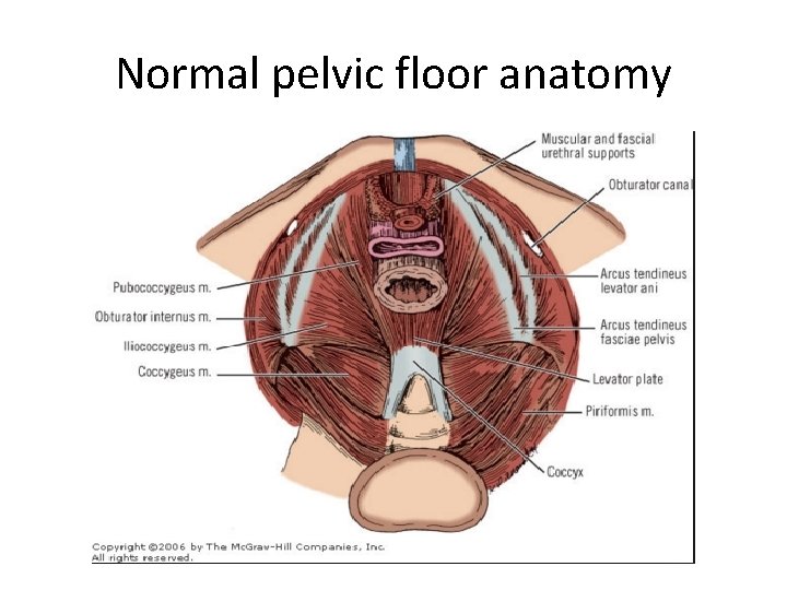 Normal pelvic floor anatomy 