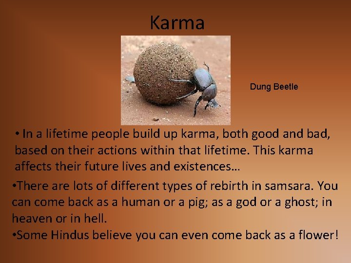 Karma Dung Beetle • In a lifetime people build up karma, both good and