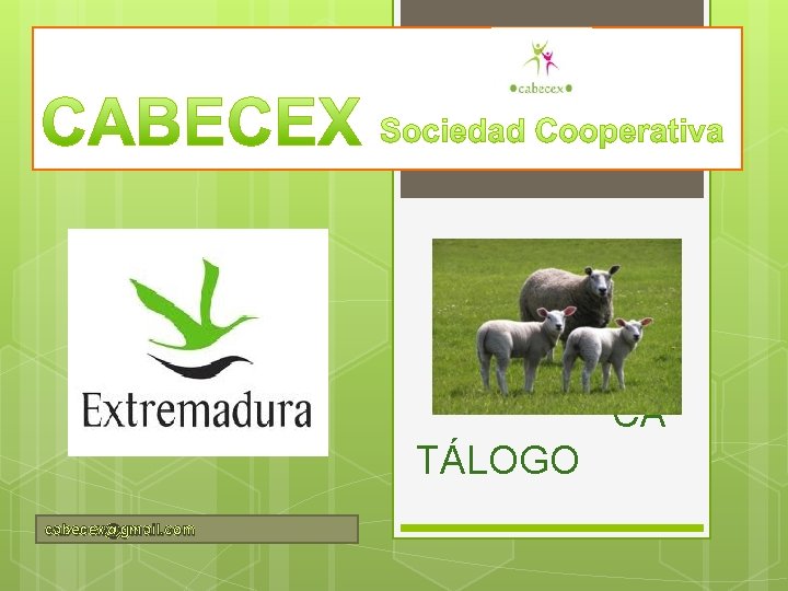  CA TÁLOGO cabecex@gmail. com 