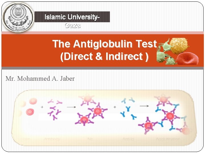 Islamic University. Gaza The Antiglobulin Test (Direct & Indirect ) Mr. Mohammed A. Jaber