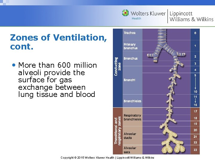 Zones of Ventilation, cont. • More than 600 million alveoli provide the surface for