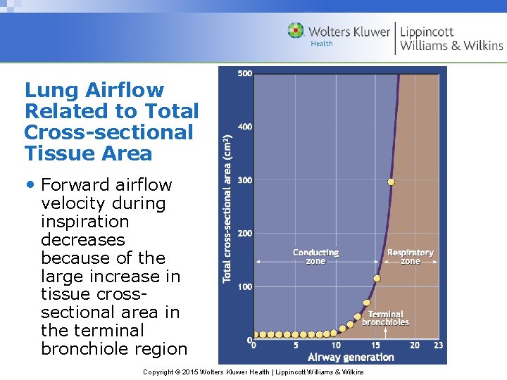 Lung Airflow Related to Total Cross-sectional Tissue Area • Forward airflow velocity during inspiration