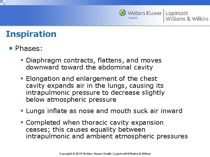 Inspiration • Phases: § Diaphragm contracts, flattens, and moves downward toward the abdominal cavity