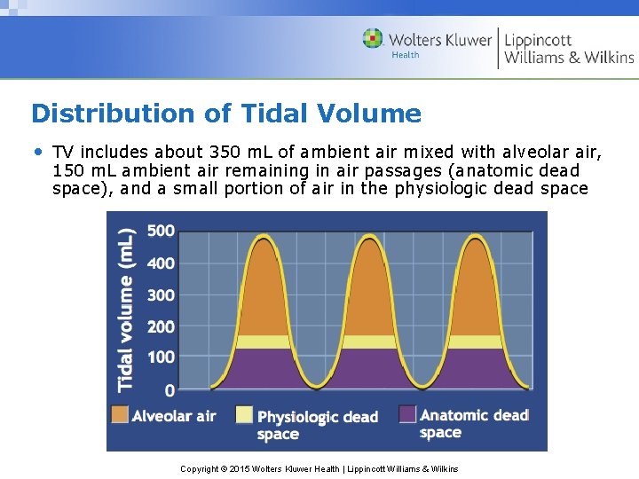 Distribution of Tidal Volume • TV includes about 350 m. L of ambient air