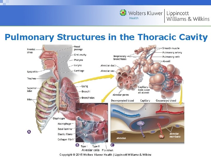 Pulmonary Structures in the Thoracic Cavity Copyright © 2015 Wolters Kluwer Health | Lippincott