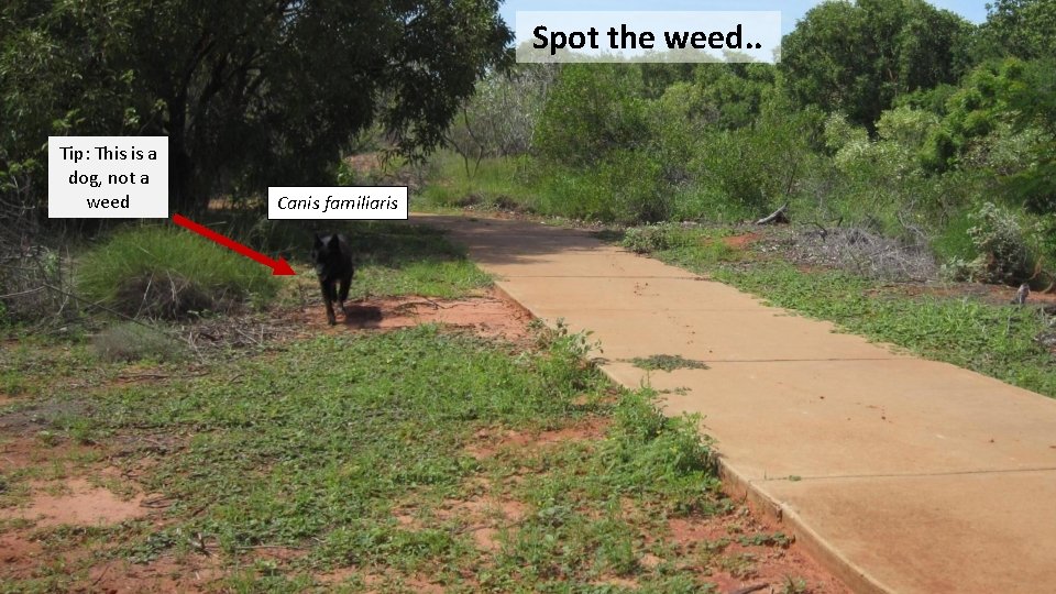 Spot the weed. . Tip: This is a dog, not a weed Canis familiaris