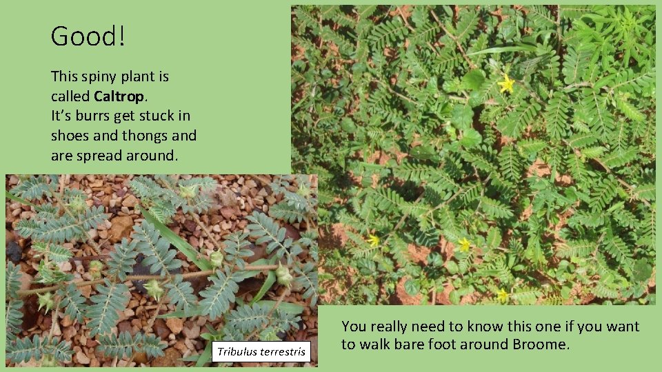 Good! This spiny plant is called Caltrop. It’s burrs get stuck in shoes and