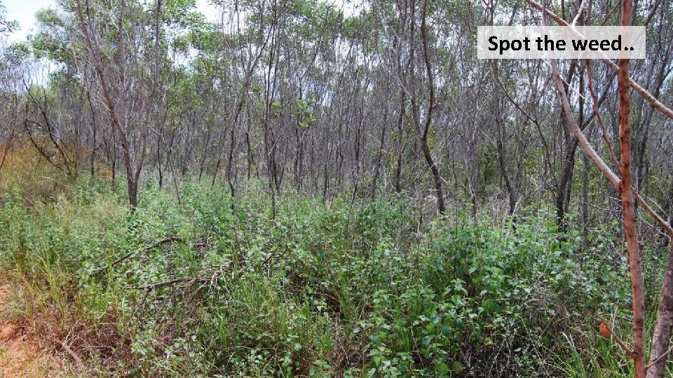 Spot the weed. . 