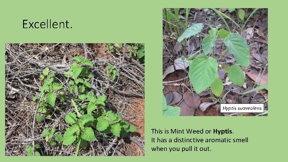 Excellent. Hyptis suaveolens This is Mint Weed or Hyptis. It has a distinctive aromatic