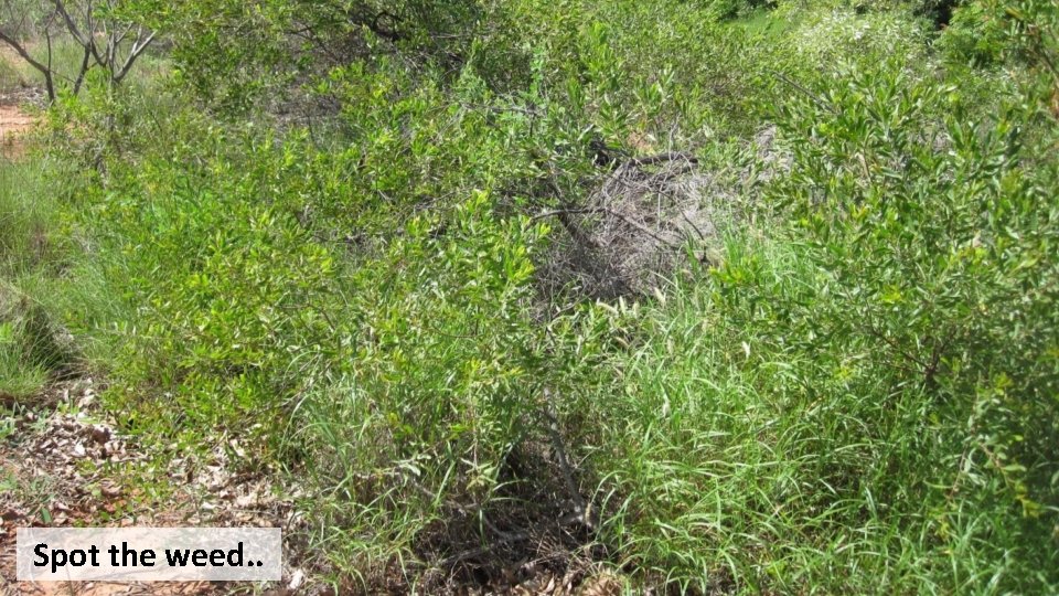 Spot the weed. . 