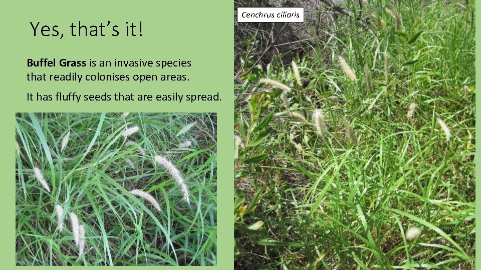 Yes, that’s it! Buffel Grass is an invasive species that readily colonises open areas.
