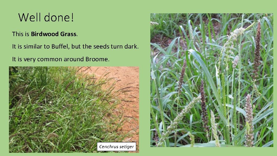 Well done! This is Birdwood Grass. It is similar to Buffel, but the seeds