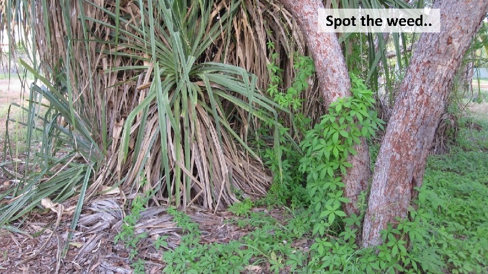 Spot the weed. . 