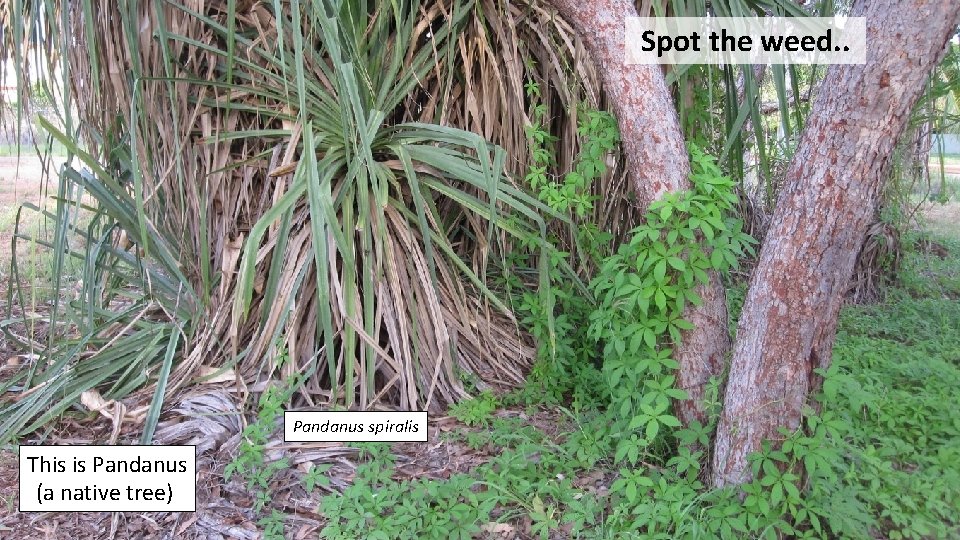 Spot the weed. . Pandanus spiralis This is Pandanus (a native tree) 