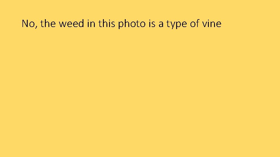 No, the weed in this photo is a type of vine 