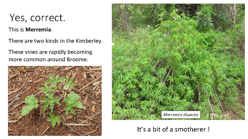 Yes, correct. This is Merremia. There are two kinds in the Kimberley. These vines