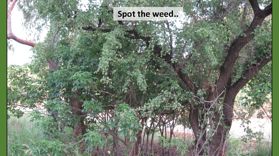 Spot the weed. . 