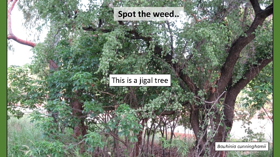 Spot the weed. . This is a jigal tree Bauhinia cunninghamii 