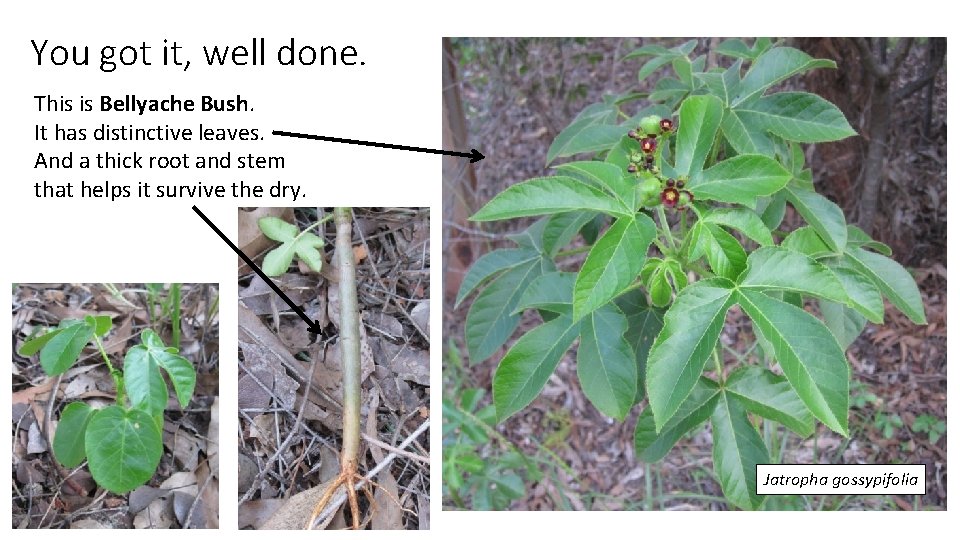 You got it, well done. This is Bellyache Bush. It has distinctive leaves. And