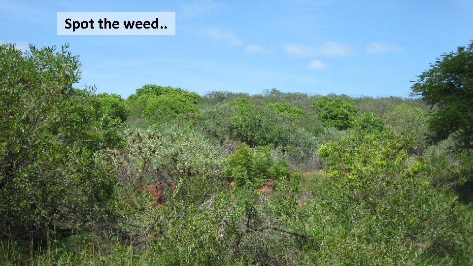 Spot the weed. . 