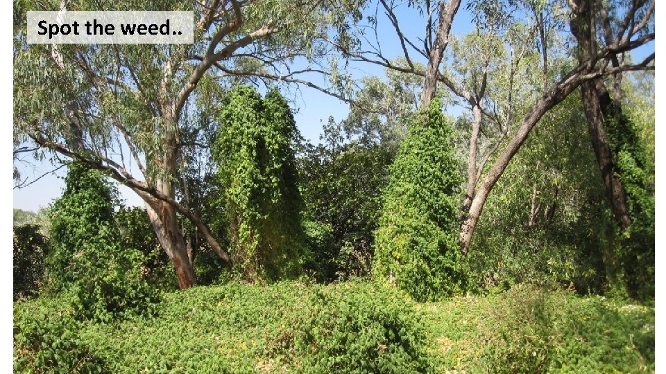 Spot the weed. . 