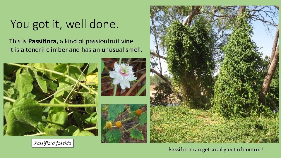 You got it, well done. This is Passiflora, a kind of passionfruit vine. It