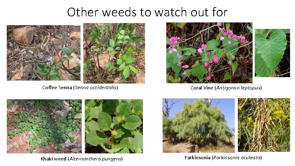 Other weeds to watch out for Coffee Senna (Senna occidentalis) Khaki weed (Alternanthera pungens)