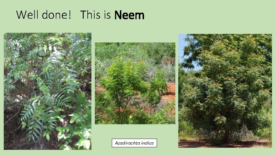 Well done! This is Neem Azadirachta indica 