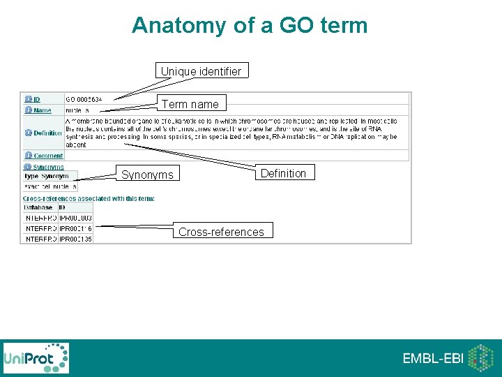 Anatomy of a GO term Unique identifier Term name Synonyms Definition Cross-references Anatomy of a GO term Unique identifier Term name Synonyms Definition Cross-references