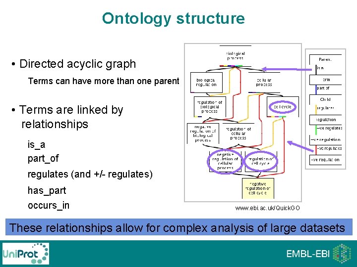 Ontology structure • Directed acyclic graph Terms can have more than one parent • Ontology structure • Directed acyclic graph Terms can have more than one parent •