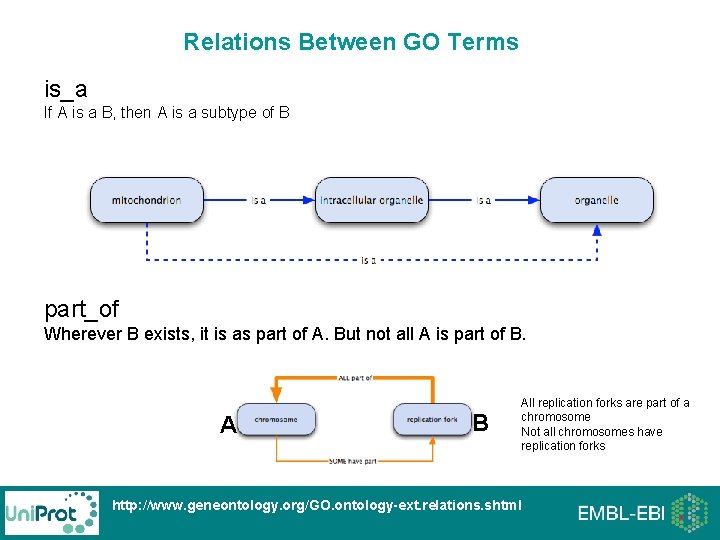 Relations Between GO Terms is_a If A is a B, then A is a Relations Between GO Terms is_a If A is a B, then A is a
