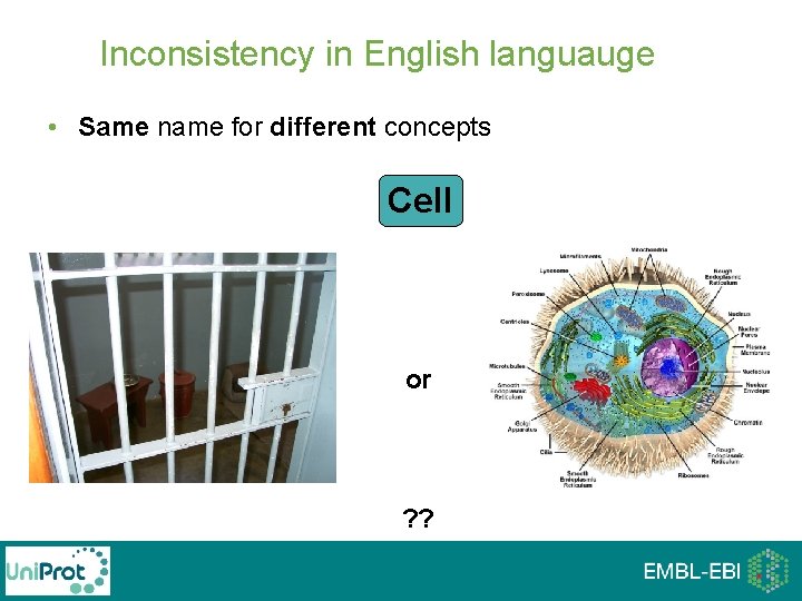 Inconsistency in English languauge • Same name for different concepts Cell or ? ? Inconsistency in English languauge • Same name for different concepts Cell or ? ?