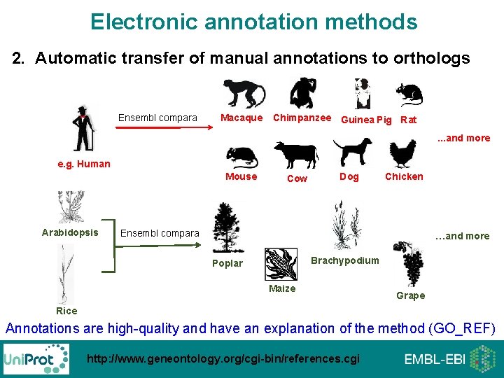 Electronic annotation methods 2. Automatic transfer of manual annotations to orthologs Ensembl compara Macaque Electronic annotation methods 2. Automatic transfer of manual annotations to orthologs Ensembl compara Macaque