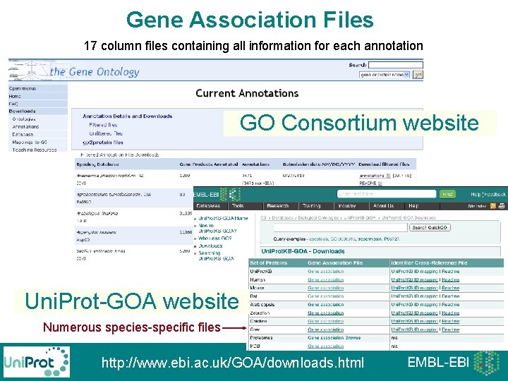 Gene Association Files 17 column files containing all information for each annotation GO Consortium Gene Association Files 17 column files containing all information for each annotation GO Consortium