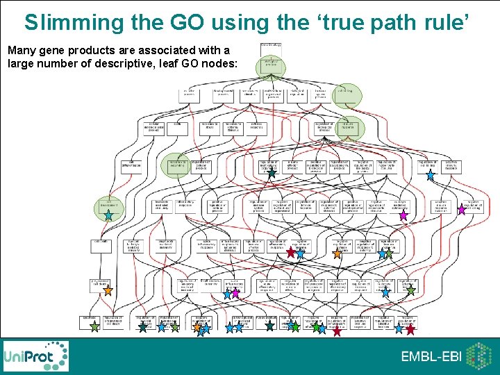 Slimming the GO using the ‘true path rule’ Many gene products are associated with Slimming the GO using the ‘true path rule’ Many gene products are associated with